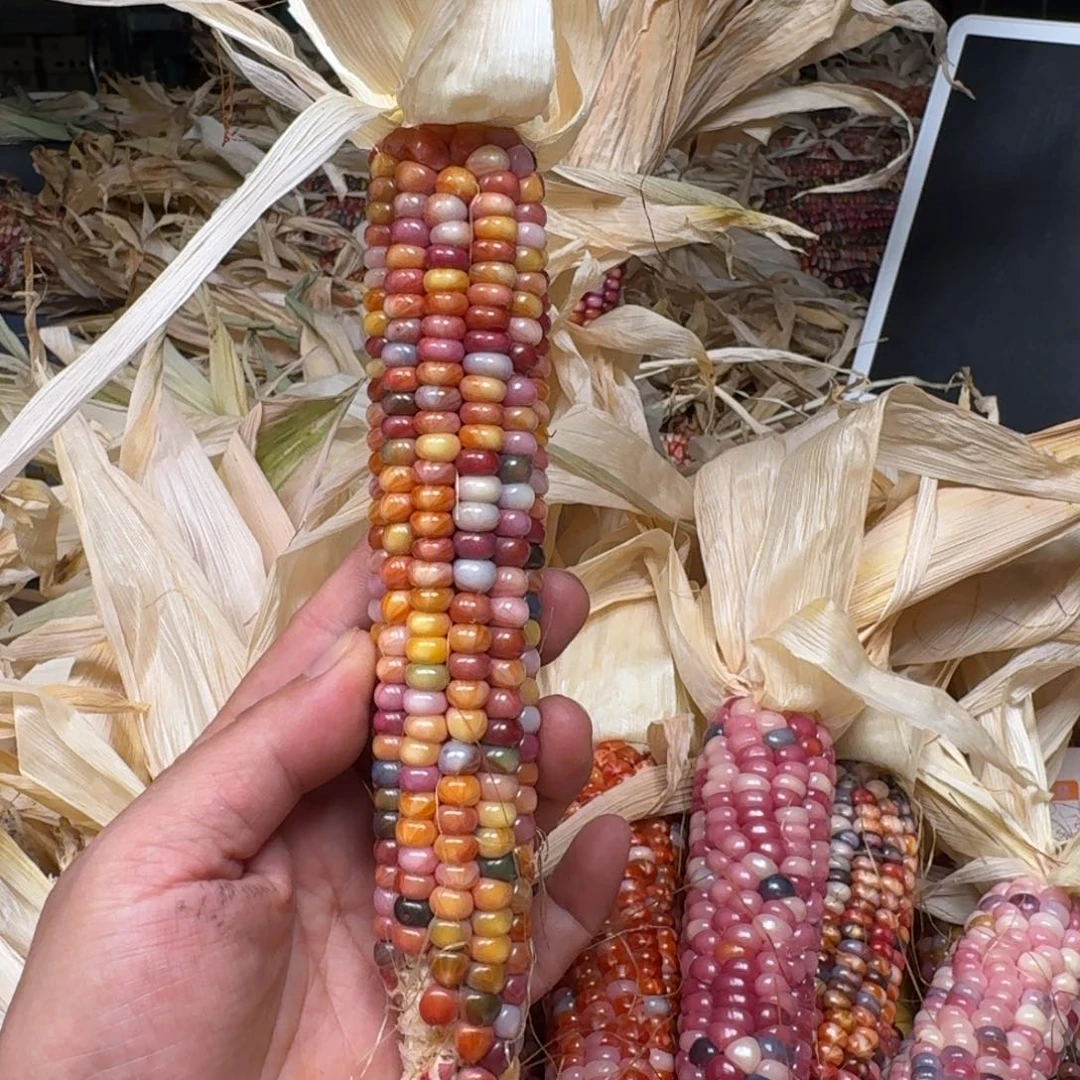 ****我柏香籽/百香籽吊坠