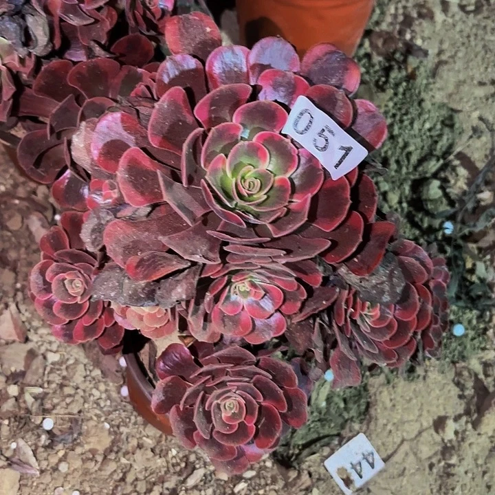 051凤冠多肉植物不售后