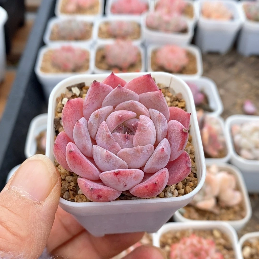 精品多肉一物一拍不包整54