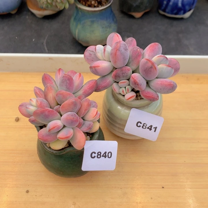 叽****啦一物一拍满38包邮 C840-841