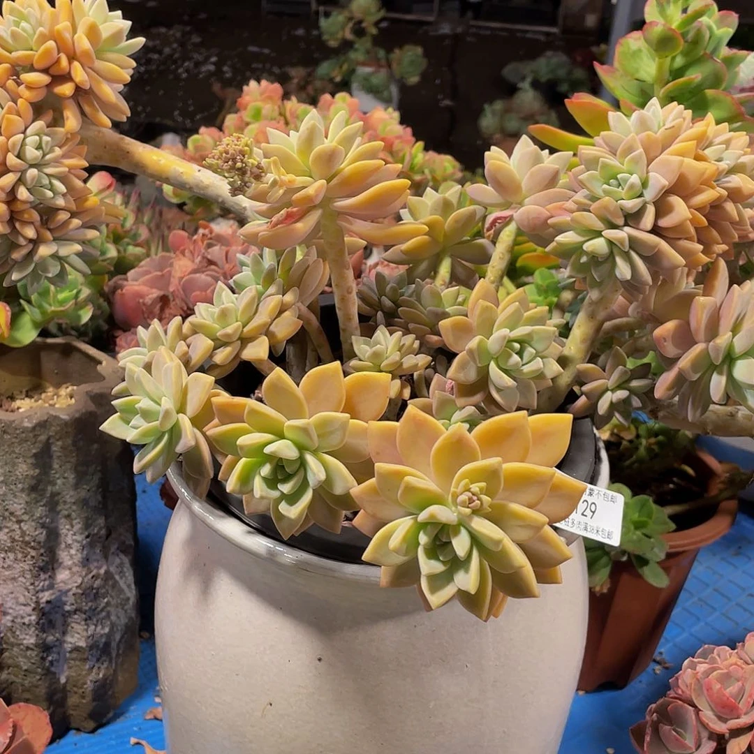 S**莉淡雪缀90129多肉