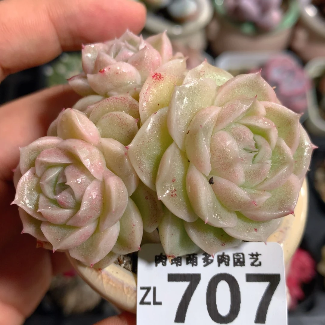 5CM拇指盆精控多肉ZL707