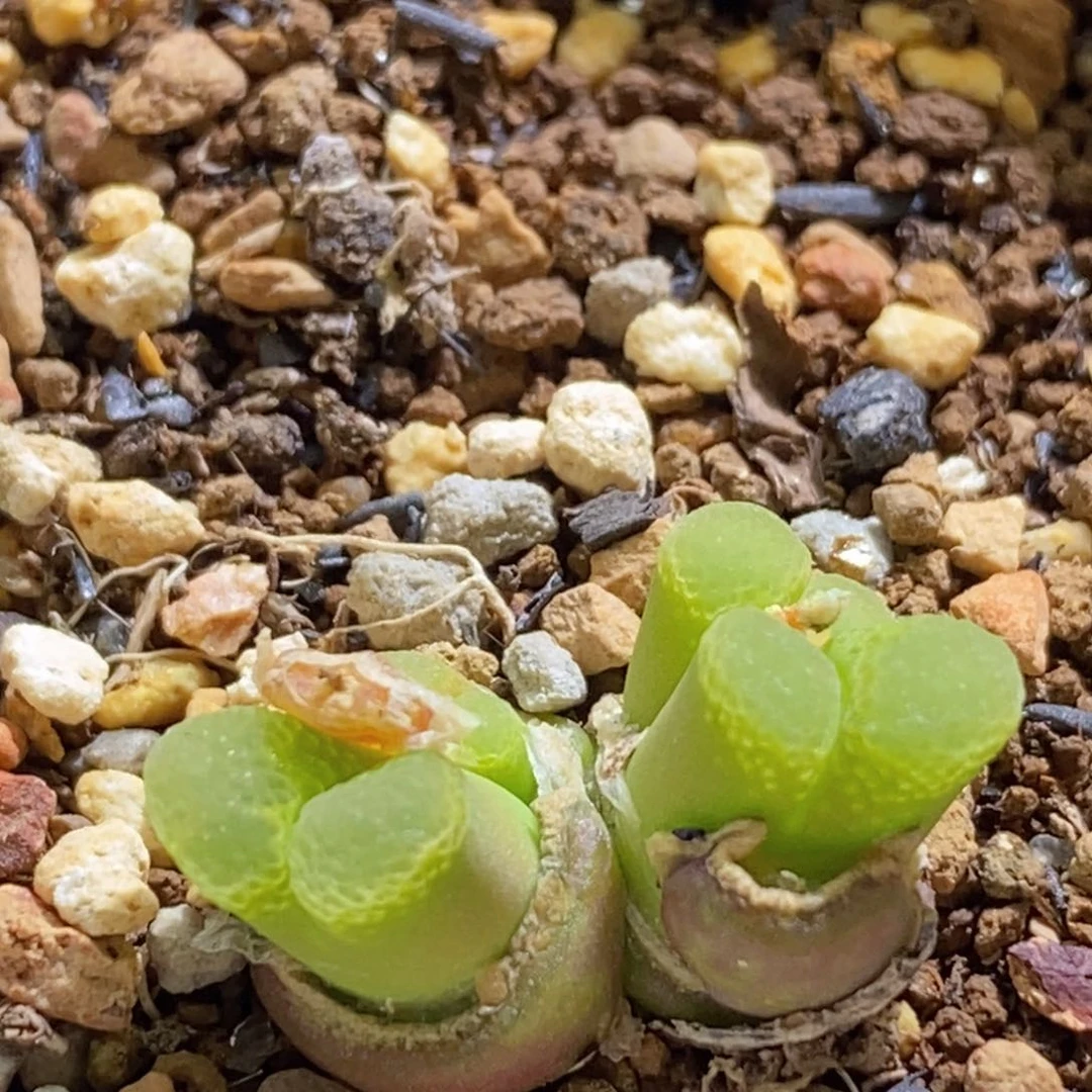 江南1453.9粉樱好看好看