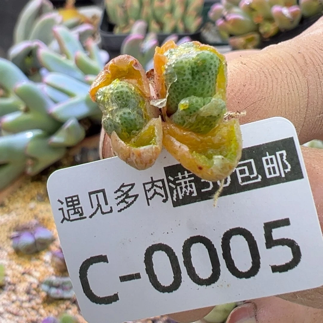 多肉植物111111111111111