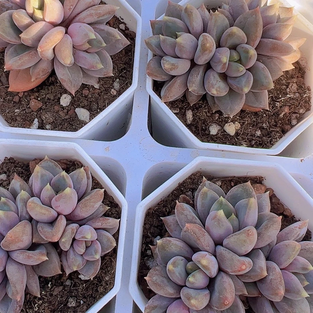 红象牙群19包邮多肉