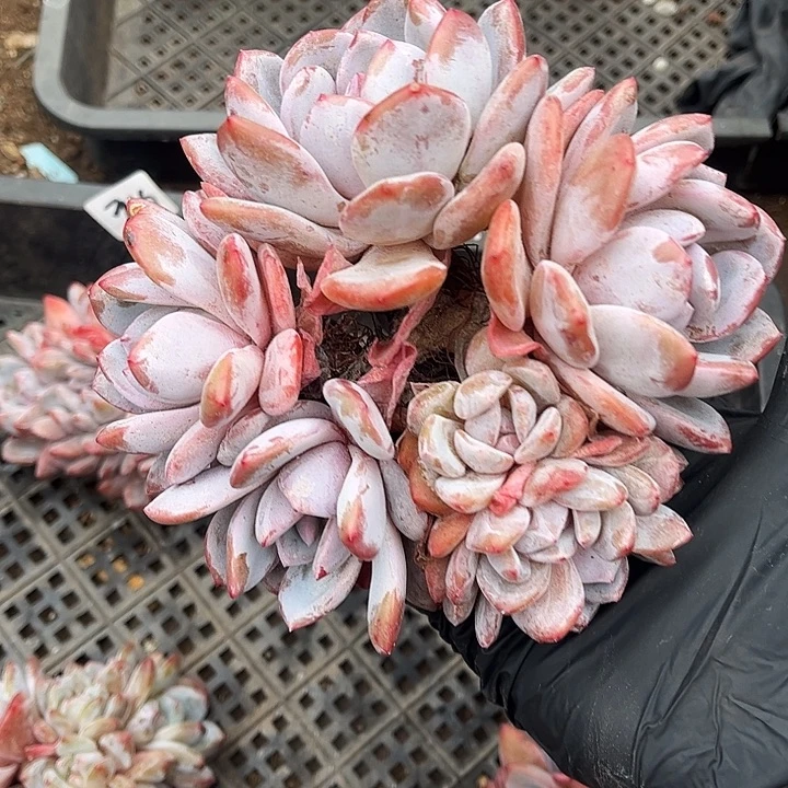 石榴籽星影，一物一拍