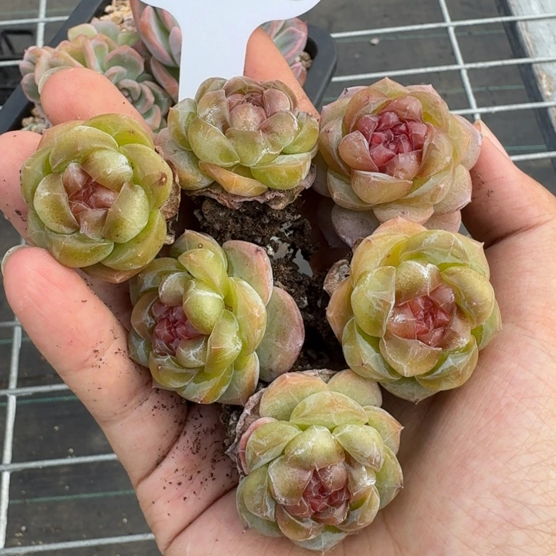 0613-078-草莓珍妮量拍