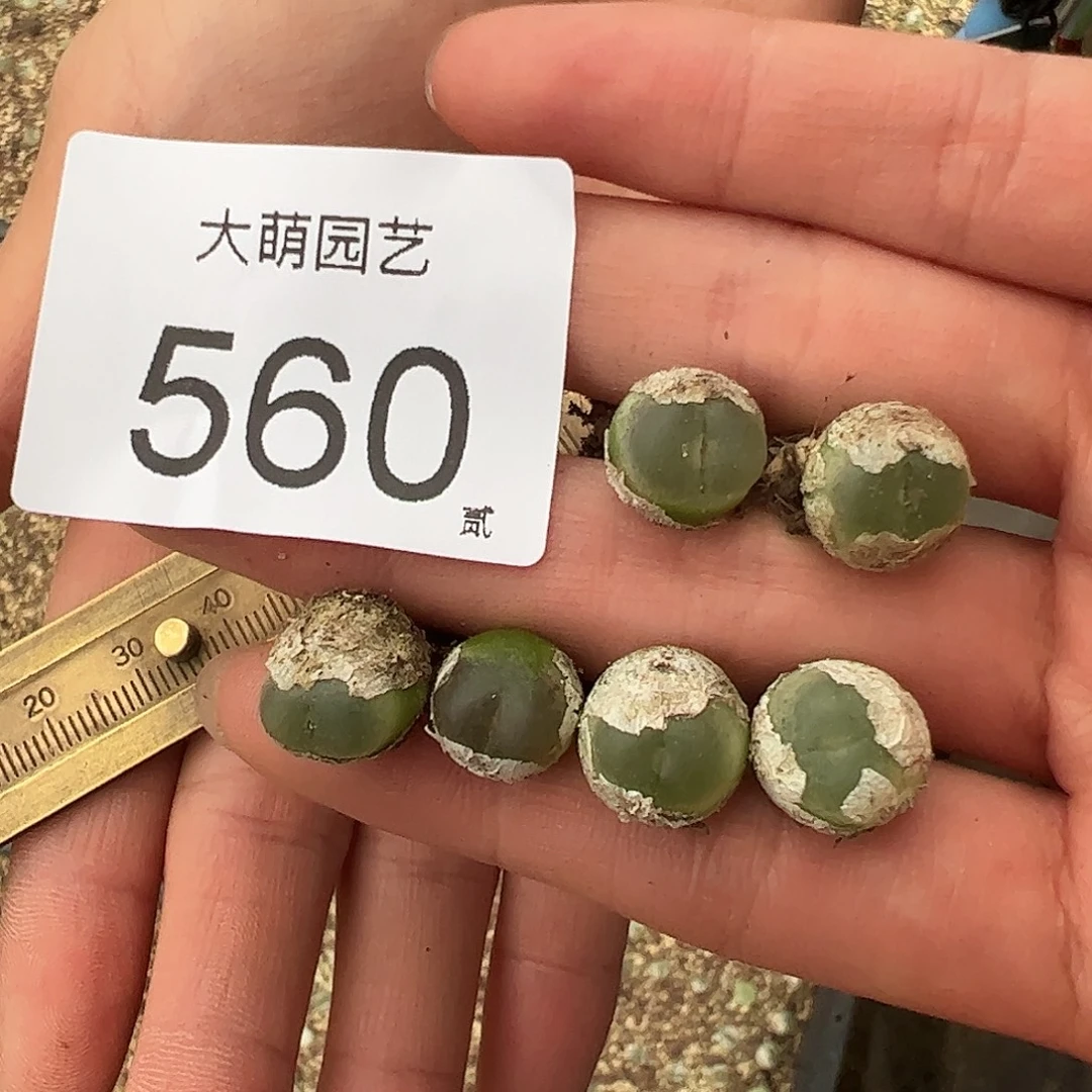 量拍以下2颗4年拉登。   560