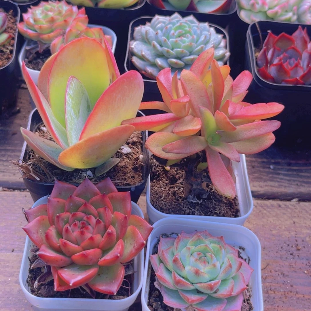 唐印。火祭。 安斯顿。女王