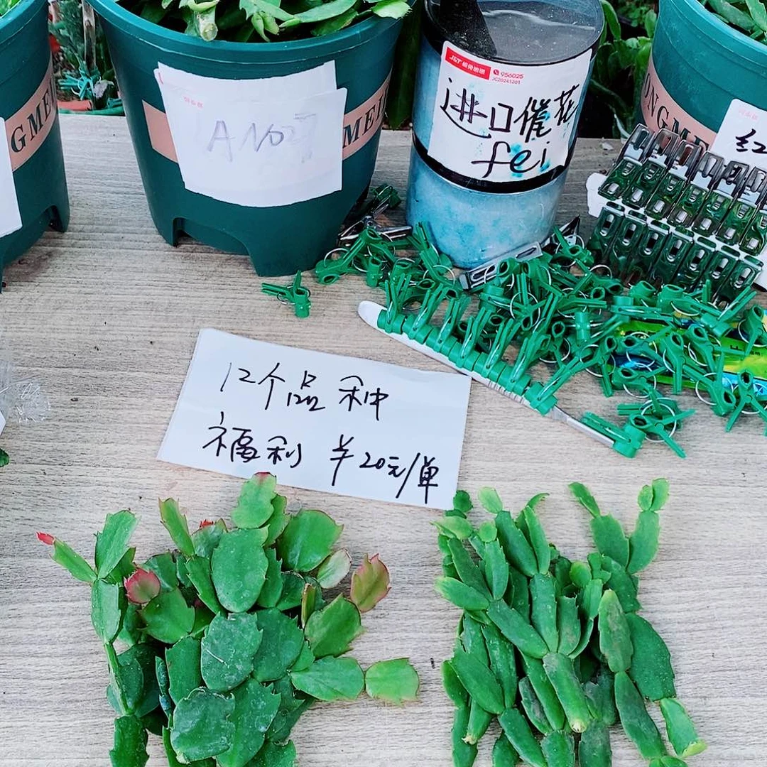 丽***无花朵叶片福利一物一拍