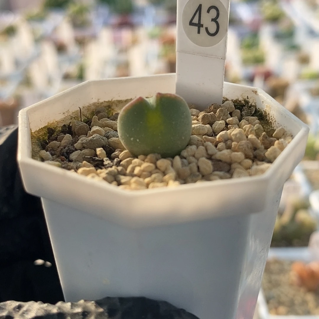 一物一拍短耳空蝉大眼睛尺寸1.3