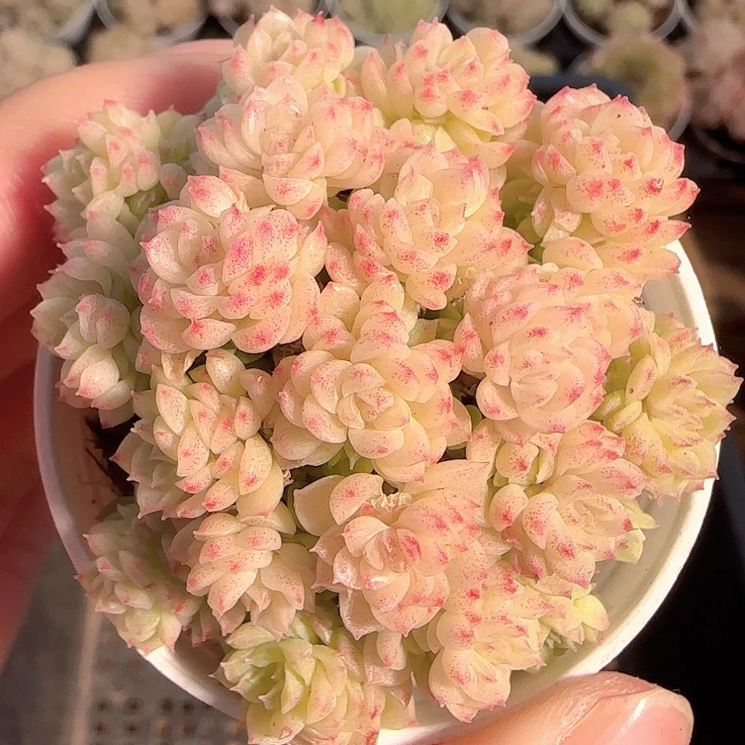 多肉1125-150麦秆群