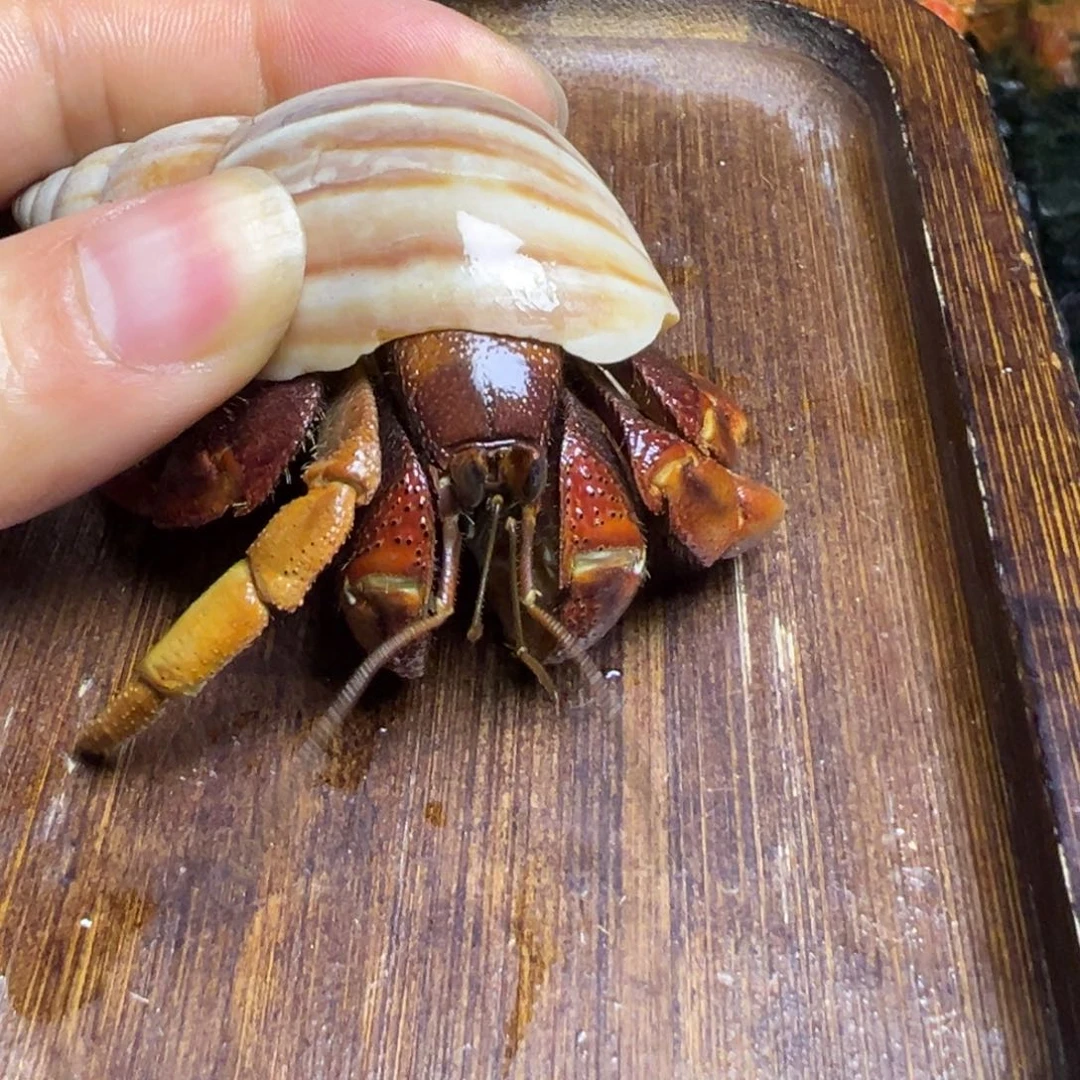 陆生寄居蟹2号拍品