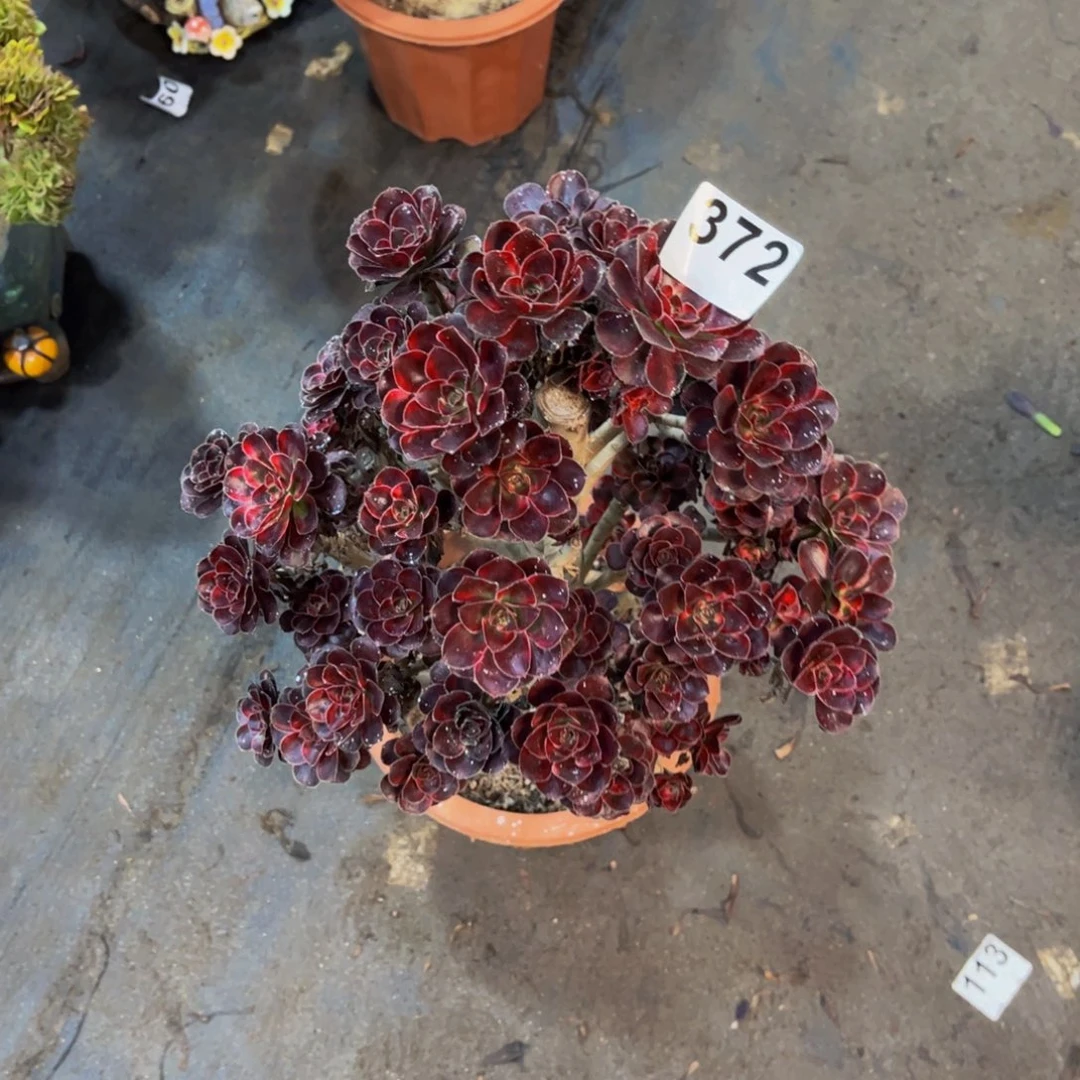 多肉法师丽娜372朵朵砍头