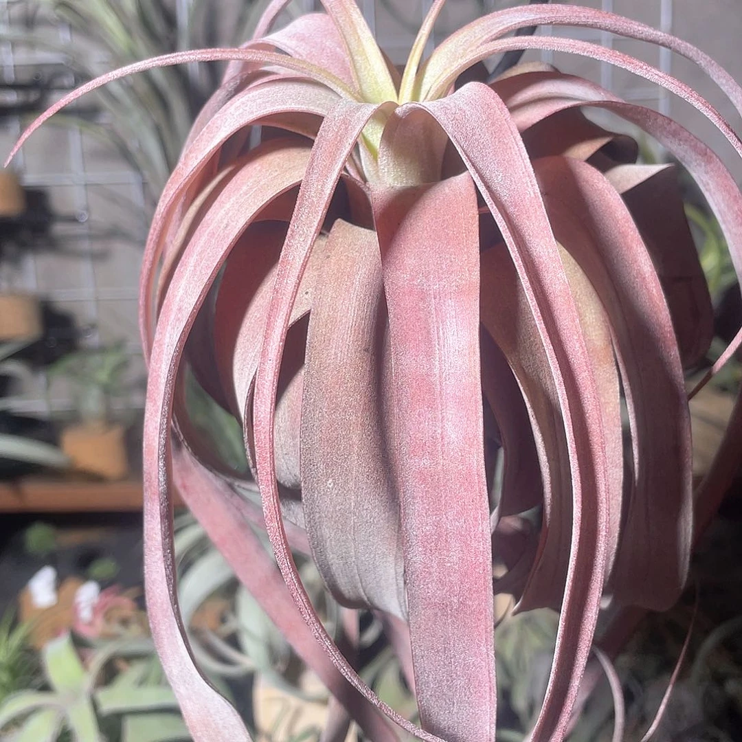 卡橙卷25号空气凤梨