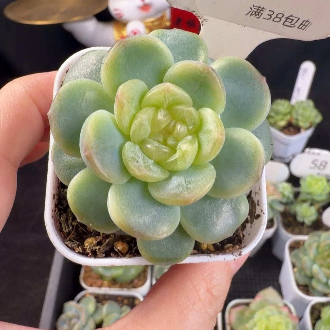 无尽灯单头一颗60号