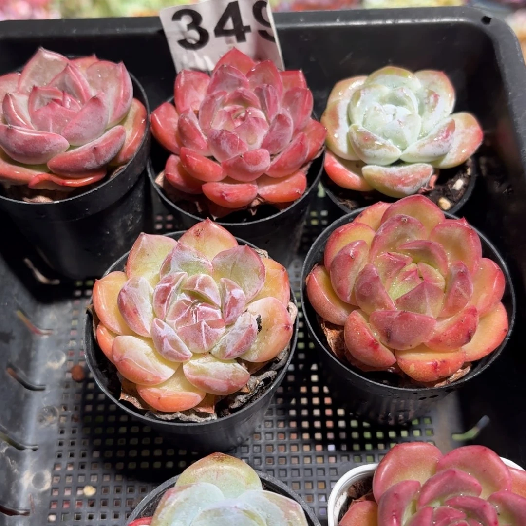 多肉带盆发货5颗一组349