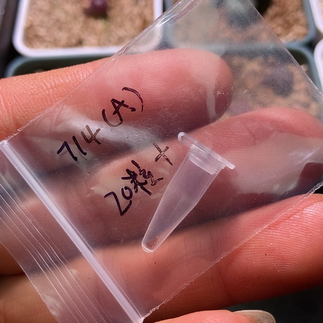 714墨A级种子20粒包邮