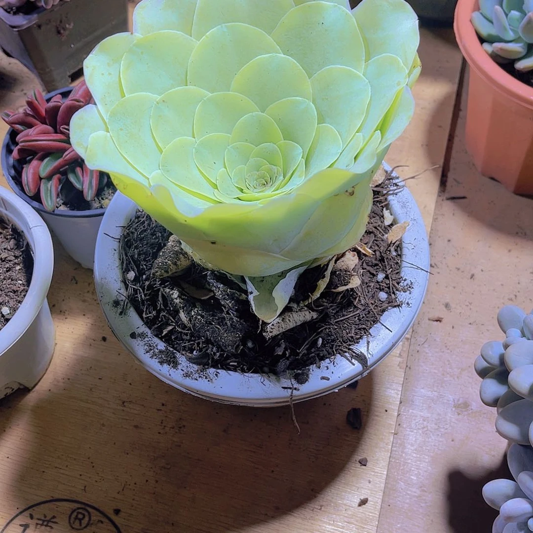 莫*兜00000000000000291