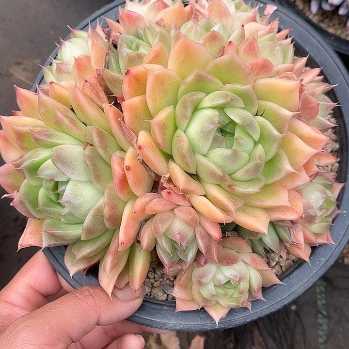 多肉植物一物一拍