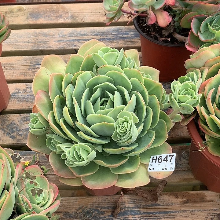 杂交捧花 非偏远38包邮 节后发