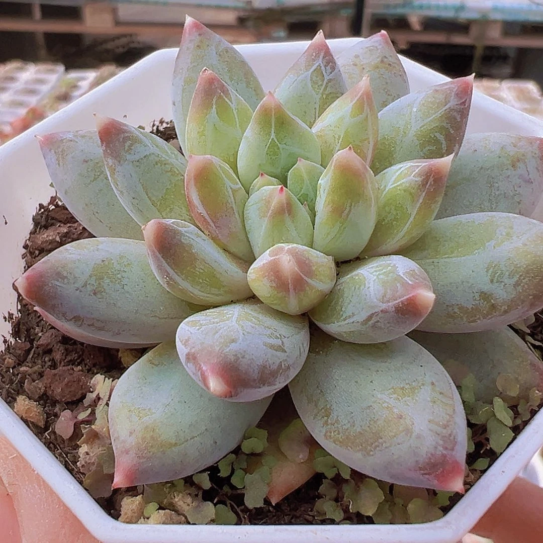 单头幻影美人19包邮多肉