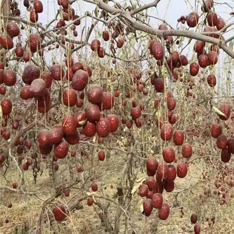 新疆若羌灰枣原生态未清洗带土带灰树上自然吊干产地直发包邮