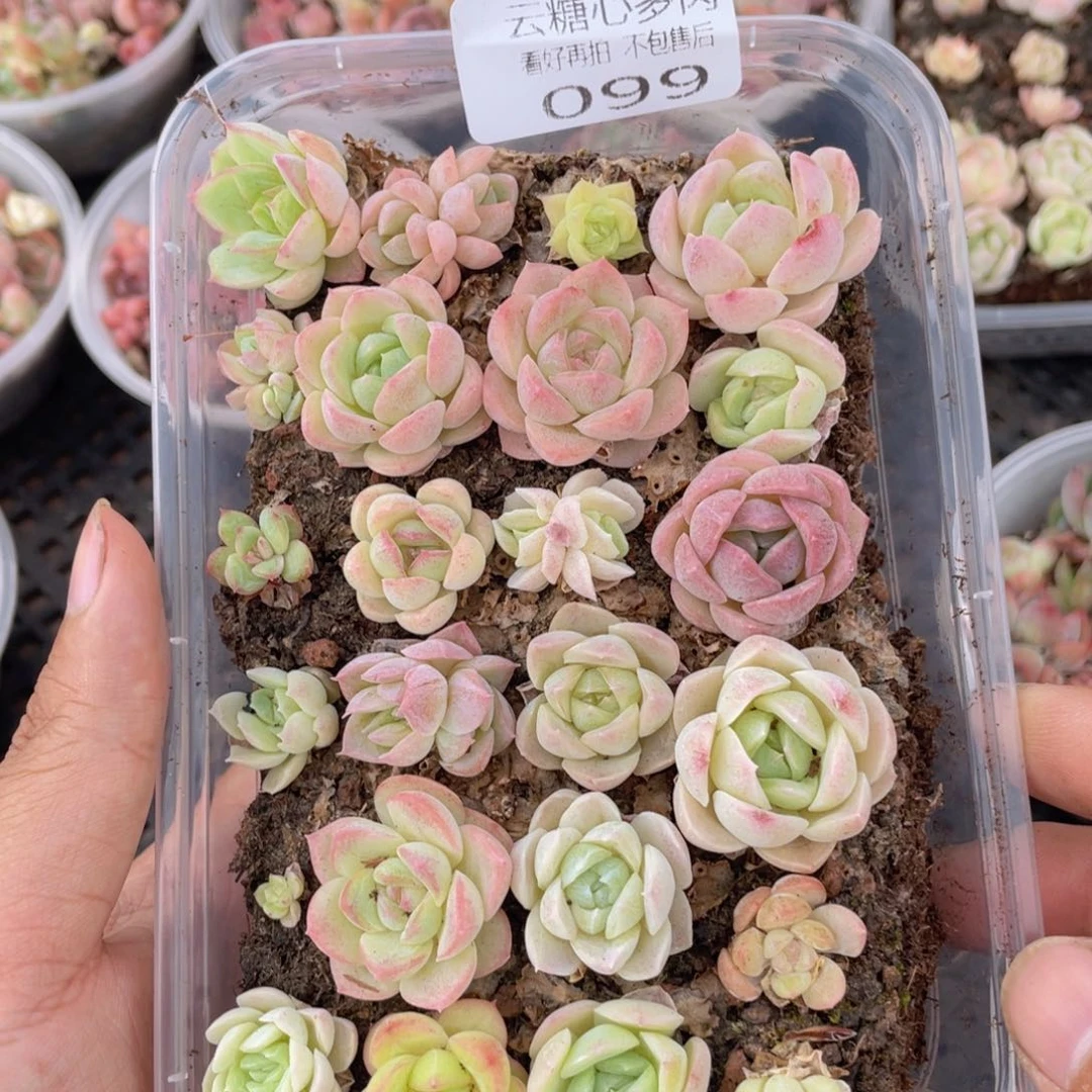 云糖心多肉植物99