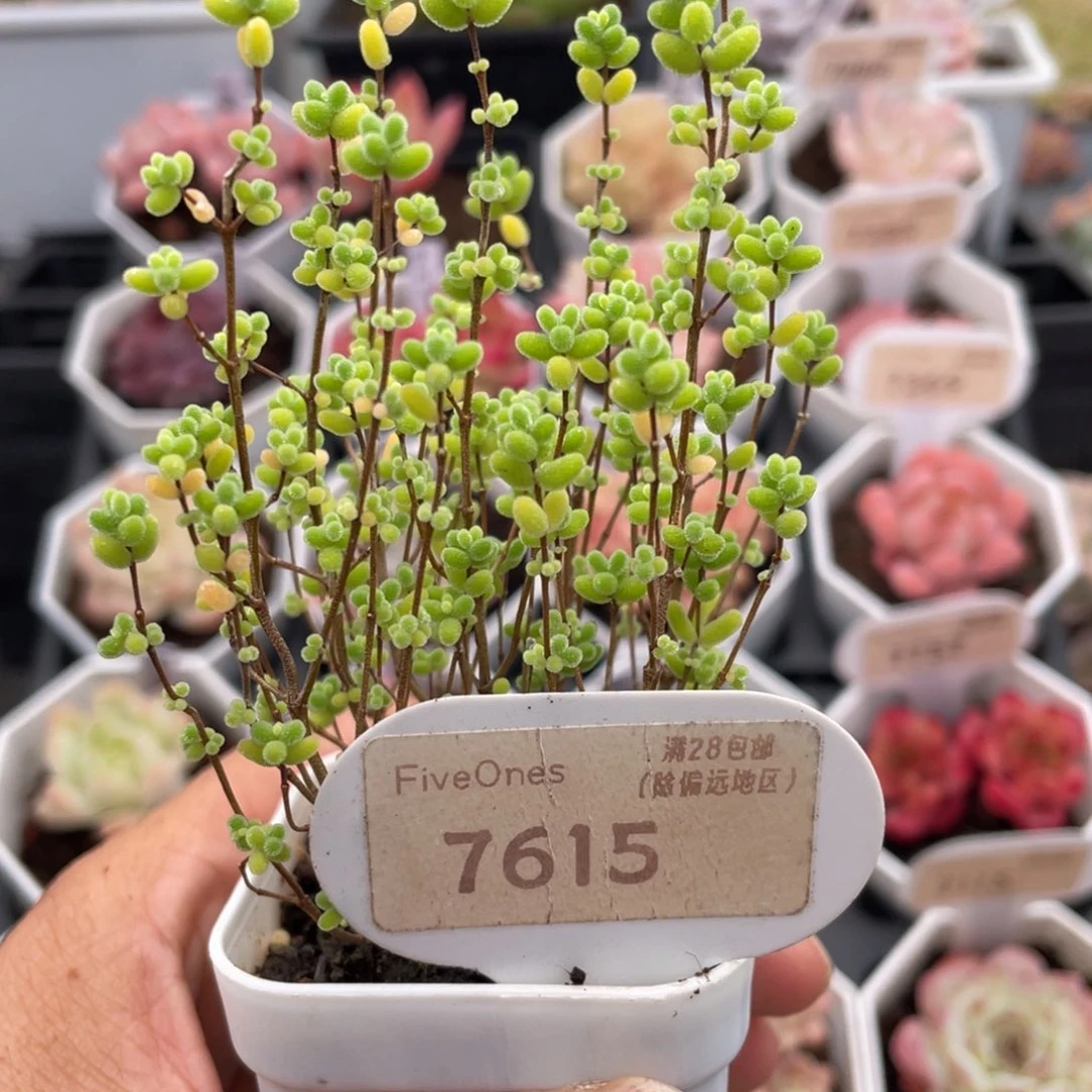 密叶糖球7615-6.0厘米