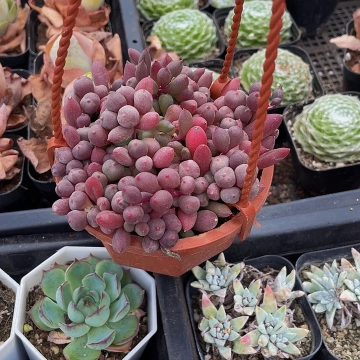 紫玄月带盆土发货