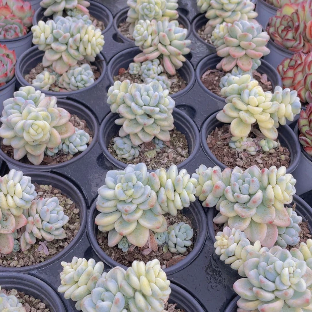 1024号 精品劳尔锦一个