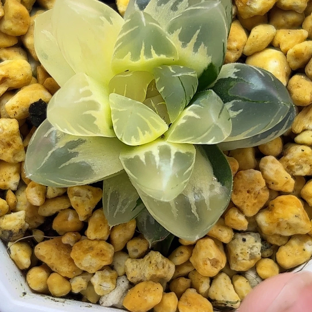 新叶糊斑北极之光锦