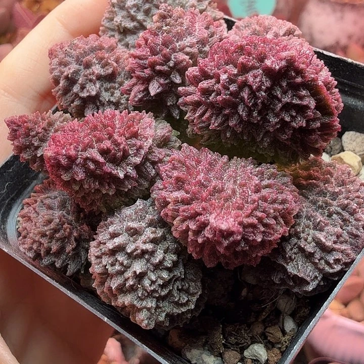 沧***           朱紫玉。