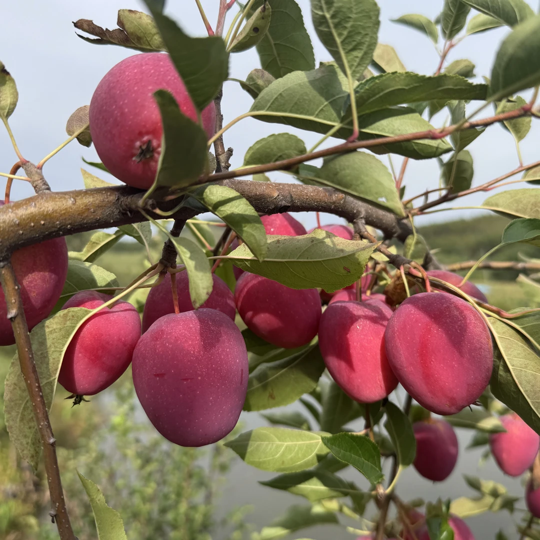 自家果园鸡心果现摘现发脆爽多汁酸甜可口