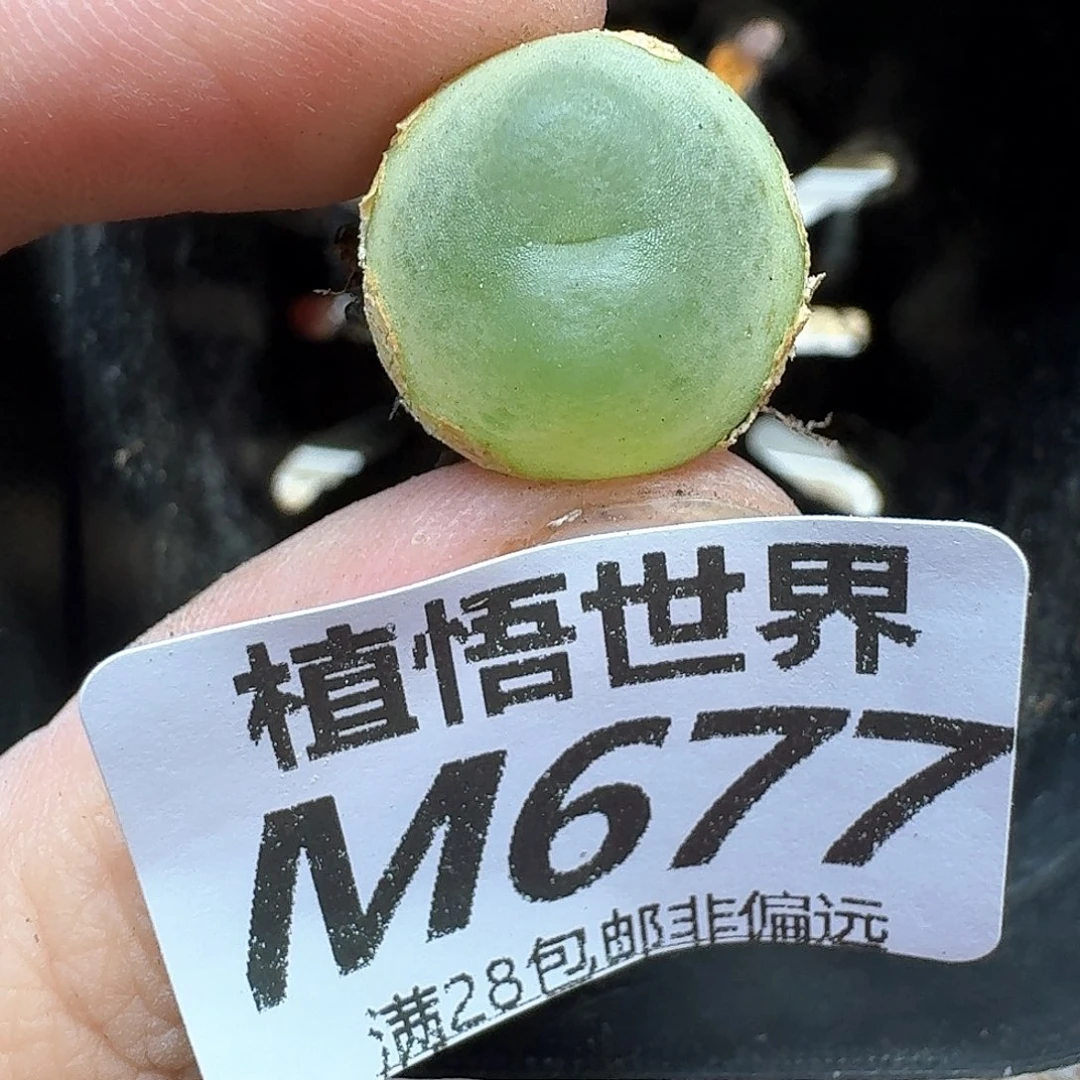 多肉植物的润泽地f