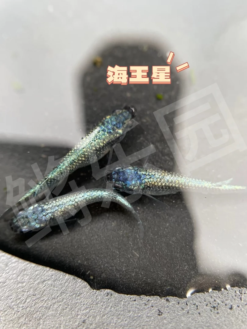 潮玩盲盒随机鱼包邮（可指定）