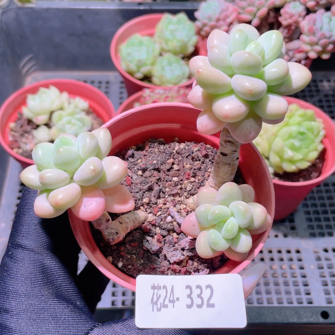 花利美24-332洛可可
