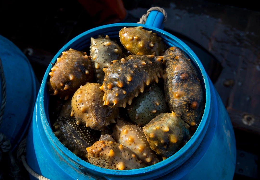 【大长山海参】5~8年参尝鲜装免费加工