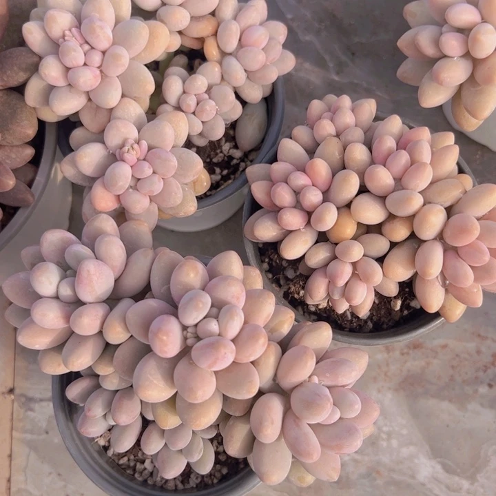 健健康康平平安安