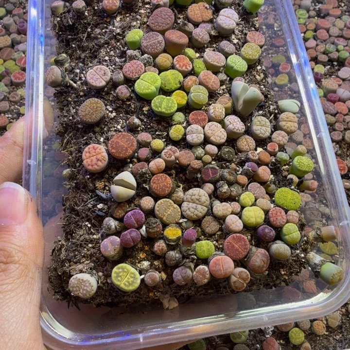 柒*玖多肉葡萄的季节来31