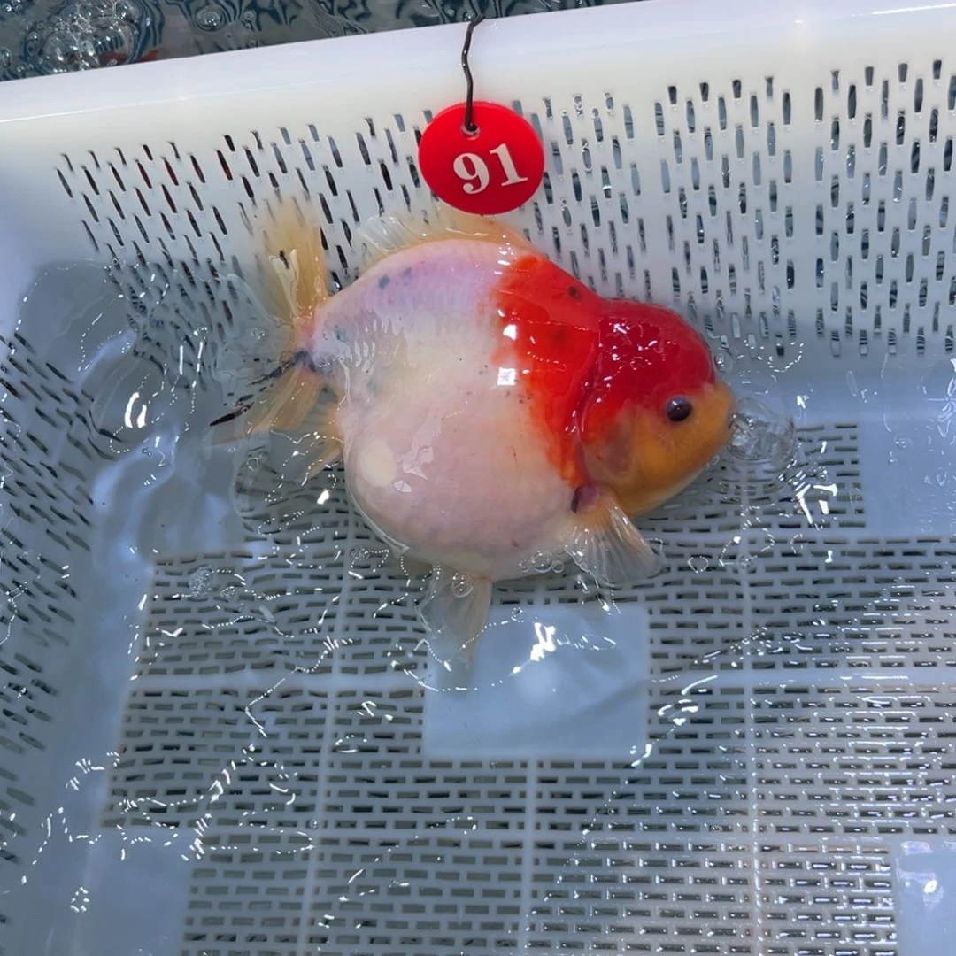 三***海水鱼你好自认为自己对他来说就是