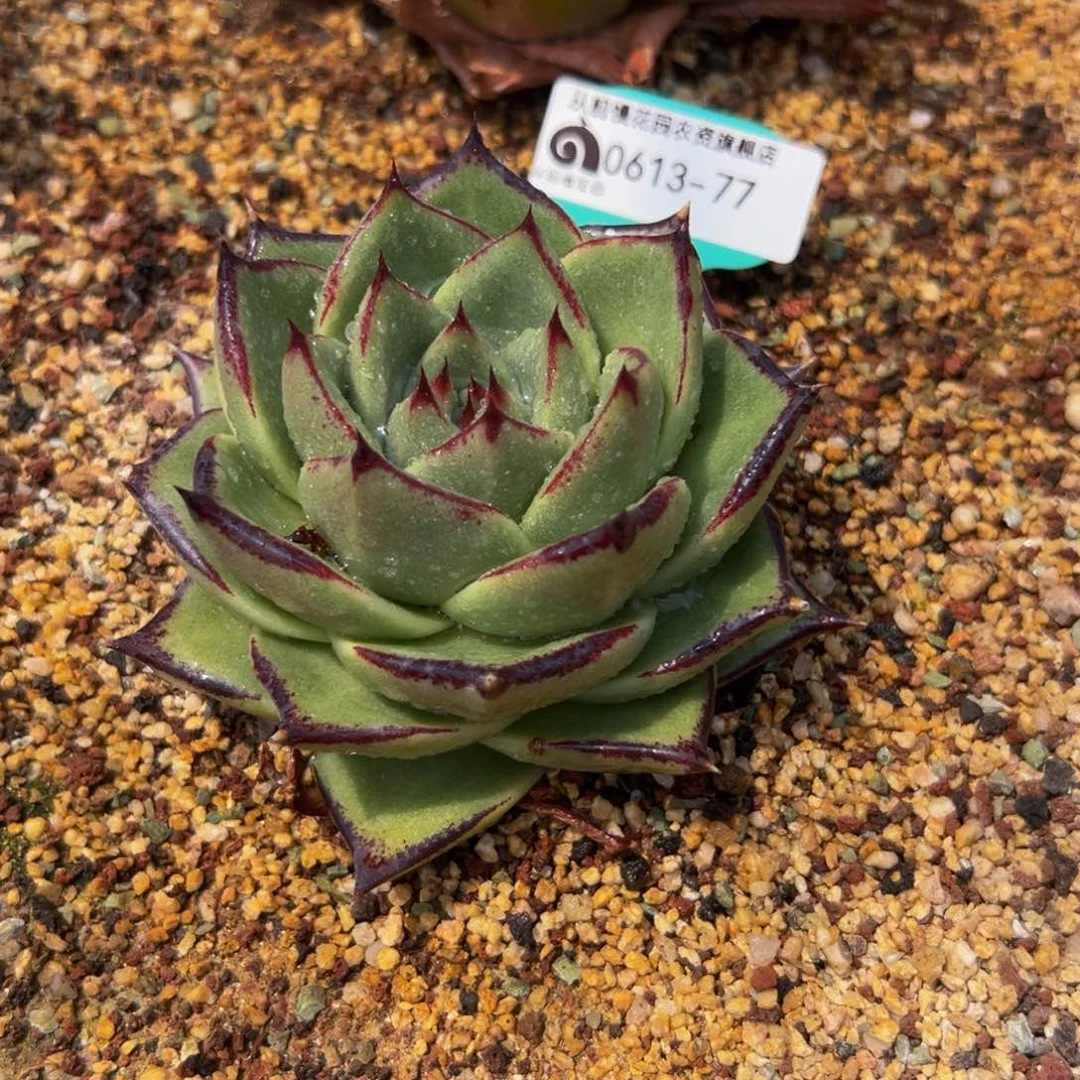 多肉一物一拍0613-77