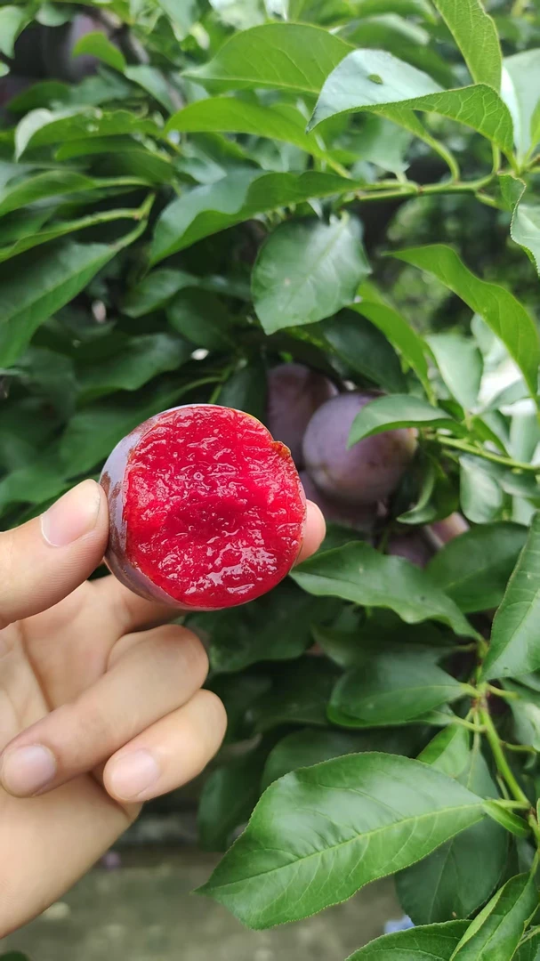 顺丰包邮不是硬的永泰胭脂李是软的酸酸甜甜爆汁