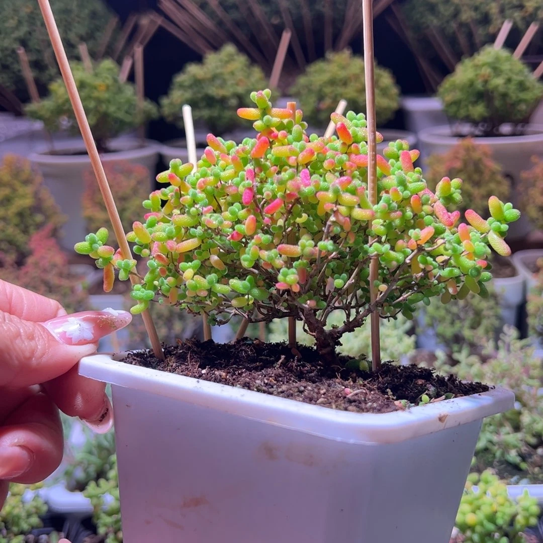 463蜜橘一物一拍带盆土发货