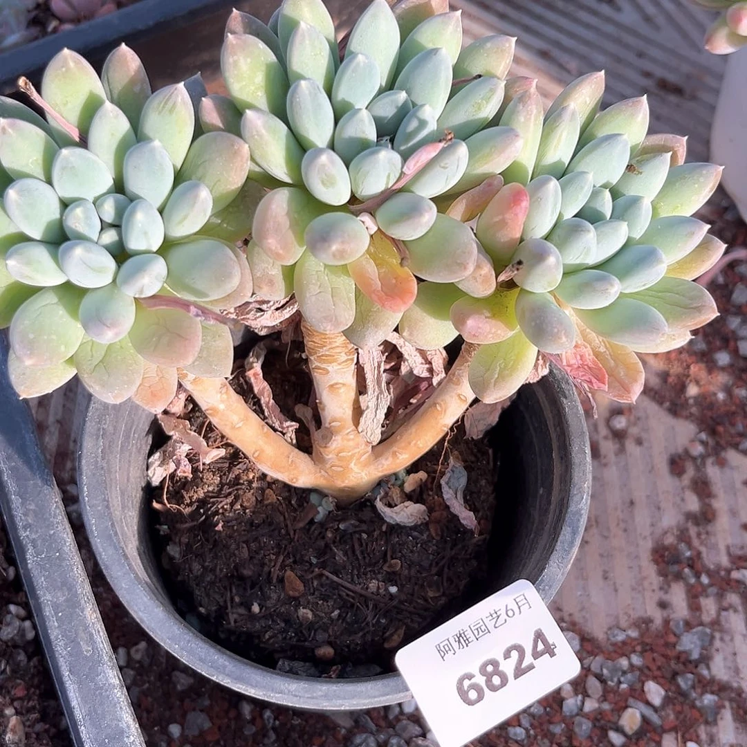 阿雅园艺。      6824