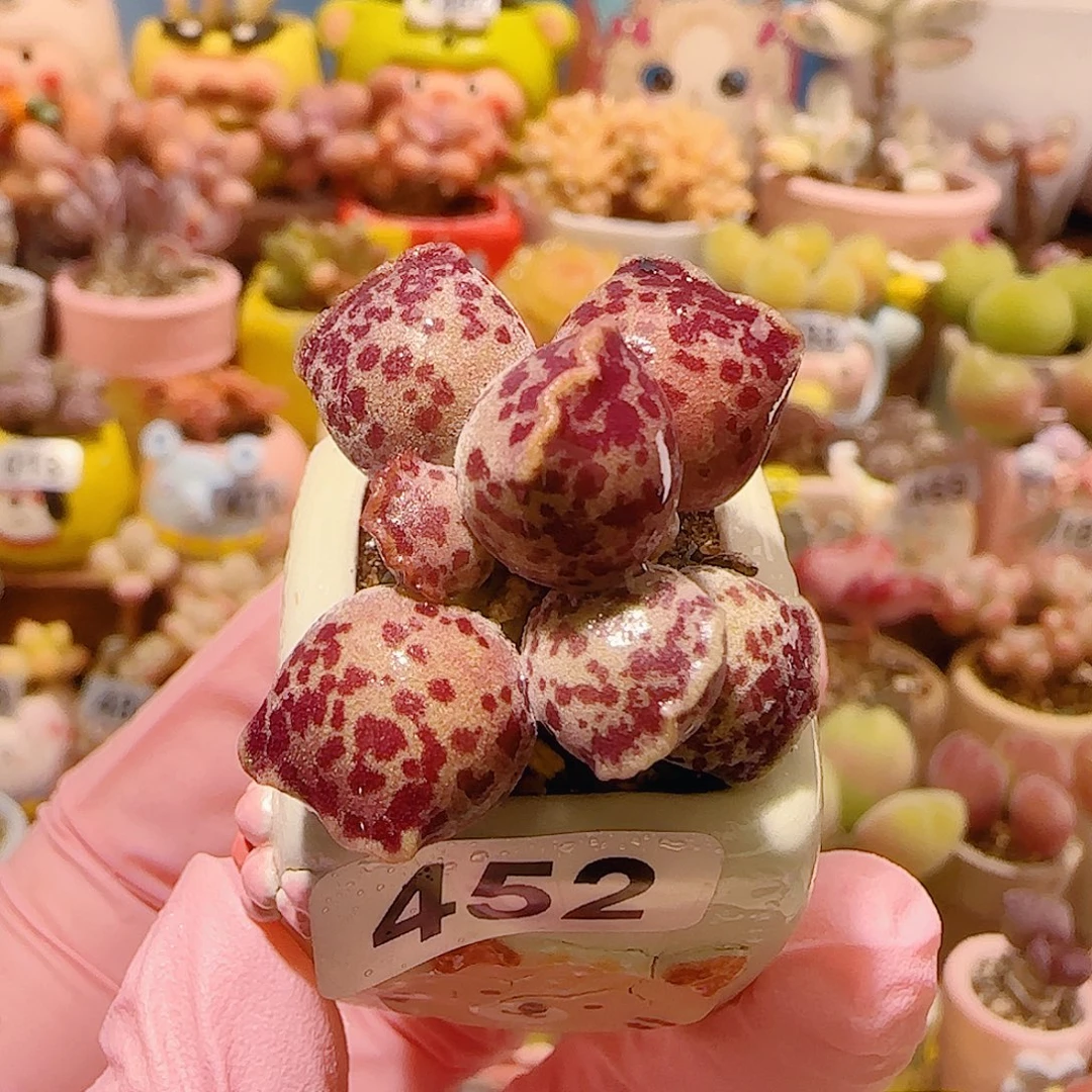 T猫耳海豹盆口2.5cm