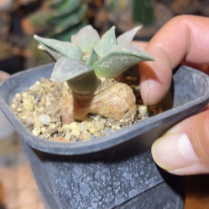 满38包邮2天凑单，脱土晾根发货多肉植物实生牡丹