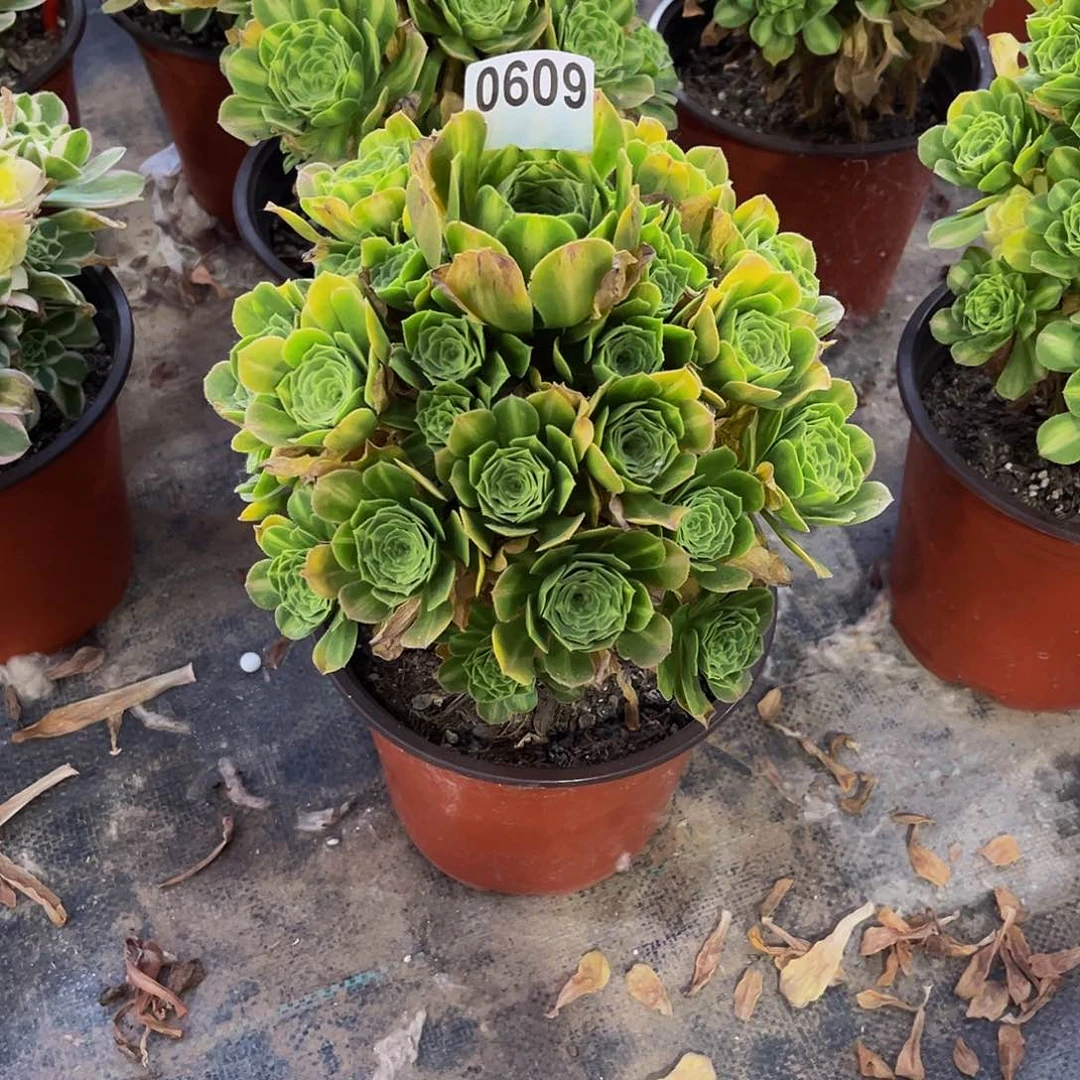 盘**姐多肉植物一物一拍0609