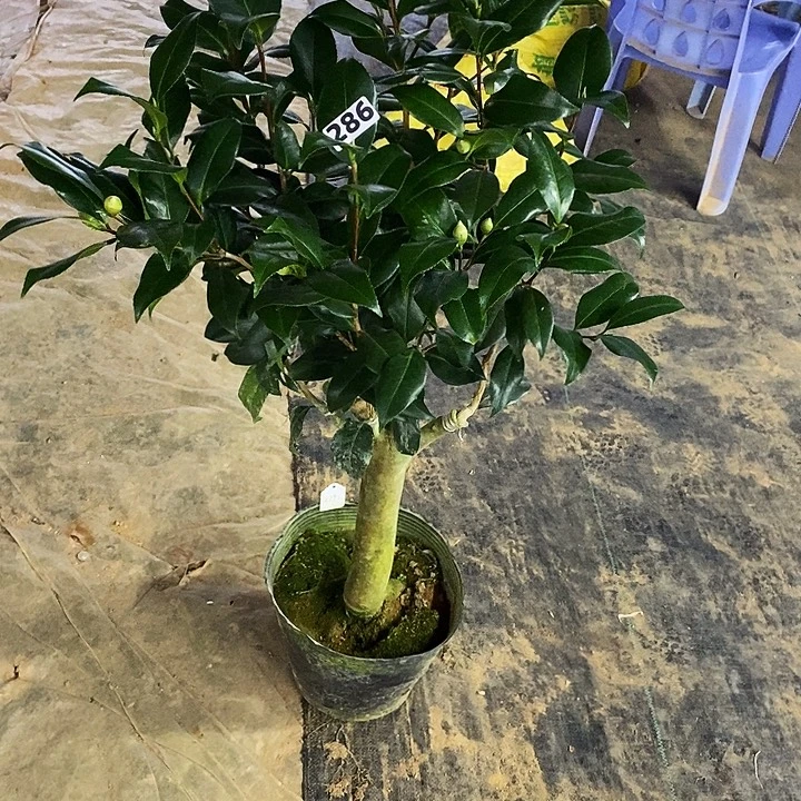 黄秀球。       286。