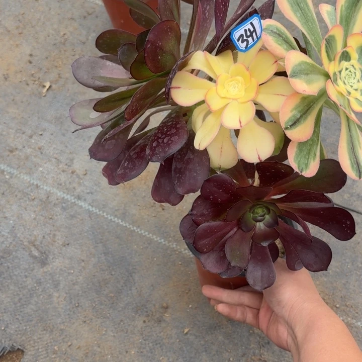 嫁接王妃朵341多肉